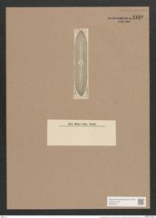 Navicula probabilis Schm. (de-Toni-Nr.: Genus 1, Species 562) Zeichnungen Sammlung Grunow Nr. 1109 (NHMW-BOT-W0367677)